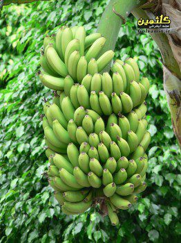 bananas-tree