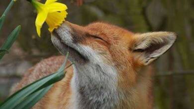 , حیواناتی که گل های زیبا را بو می کنند