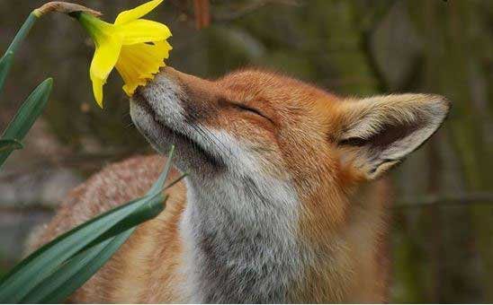 حیواناتی که گل های زیبا را بو می کنند