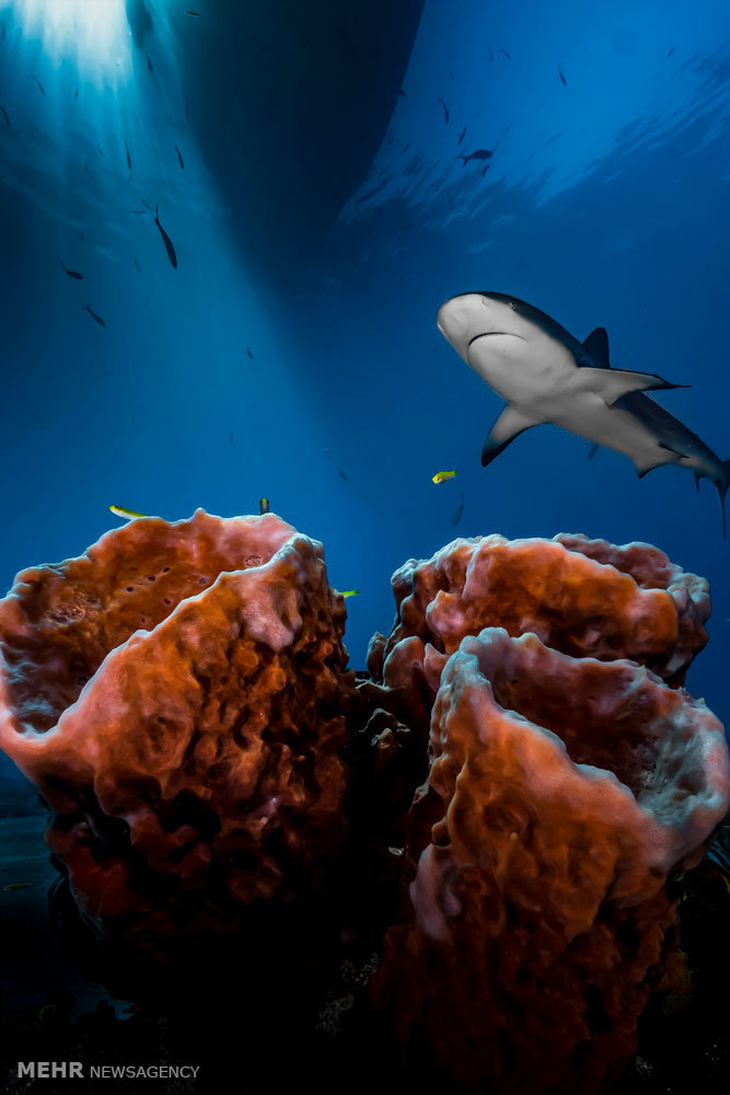 مسابقه عکاسی از دنیای زیر آب