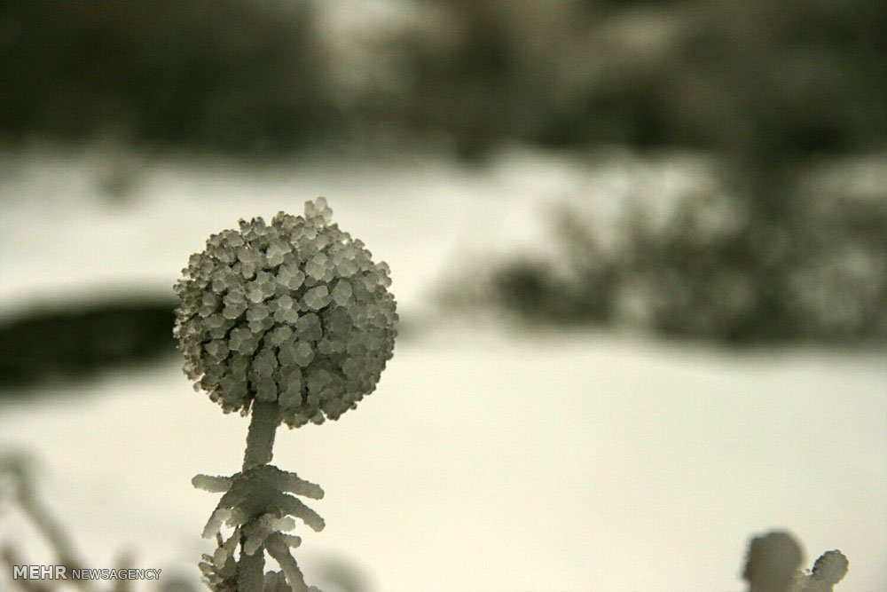 طبیعت زمستانی اردبیل
