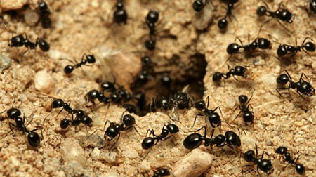 دانستنی های شگفت آور از مورچه ها,درباره مورچه ها