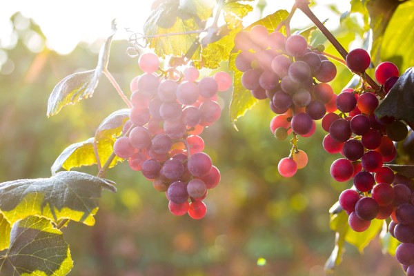benefits-grapes(5)