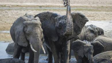 تصاویر شکار بچه فیل به دست شیرها