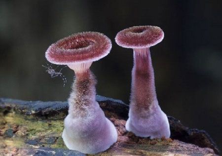 تصاویری از قارچ های طبیعی رنگارنگ و شگفت انگیز