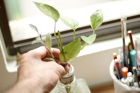 آشنایی با نگهداری از گیاهان دفتر کار,آماده کردن گیاه مناسب دفتر کار
