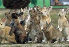, جزیره ی خرگوش ها در ژاپن