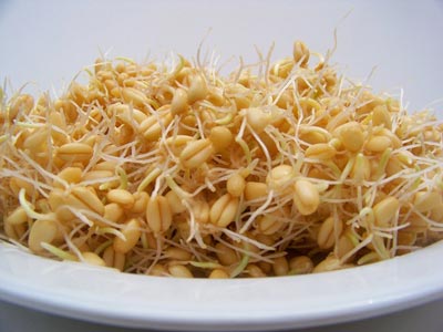 ١٠ فایده ی جوانه گندم در طب سنتی