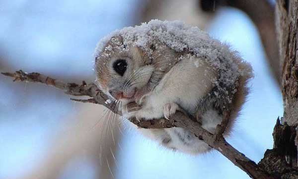 تصاویر سنجاب ژاپنی