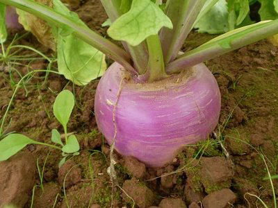 , شلغم مهمترین گیاه ضد سرطان