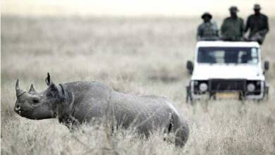 شکارچیان بی رحم در حیات وحش آفریقا