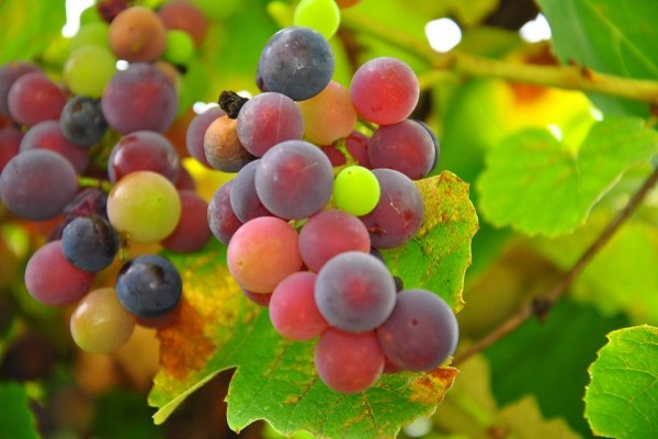 benefits-grapes(1)