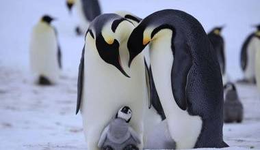 چرا پنگوئن در محیط‌های خیلی سرد یخ نمی زند؟