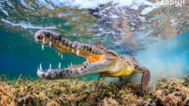 اطلاعات شگفت انگیز در مورد تمساح که نمی دانستید + عکس