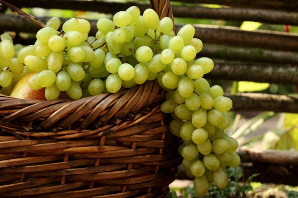 benefits-grapes(3)