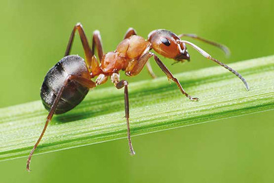 زندگی مورچه ها,دانستنی درباره مورچه ها