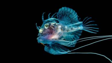 تصاویر مسابقه عکاسی از دنیای زیر آب