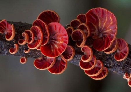 تصاویری از قارچ های طبیعی رنگارنگ و شگفت انگیز