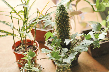 گیاهان مناسب دفتر کار, آشنایی با مناسب ترین گیاهان دفتر کار
