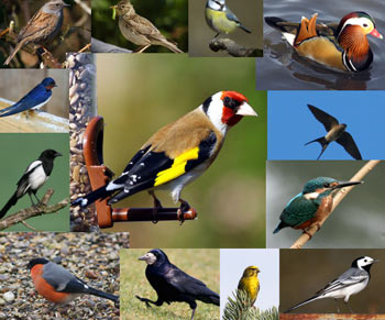 همه چیز درباره پرندگان, تغذیه پرندگان, علت مهاجرت پرندگان