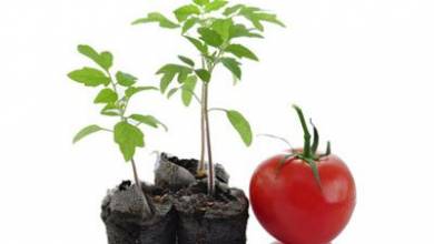 نحوه پرورش گوجه فرنگی در خانه