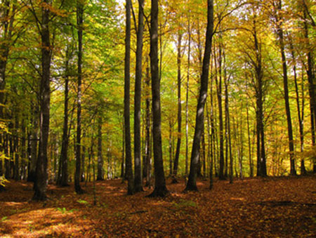 پوشش گیاهی جنگل‌ راش,مسیر دسترسی جنگل راش