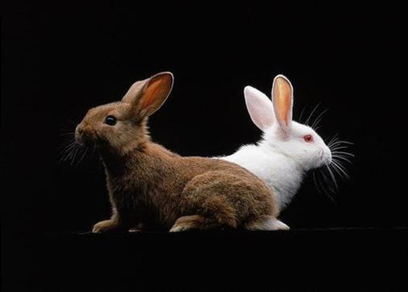 شناخت زبان خرگوش ها,نحوه صحبت کردن با خرگوش ها