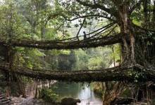 , پلی از ریشه درختان زنده در هند (+عکس)