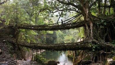 پلی از ریشه درختان زنده در هند (+عکس)