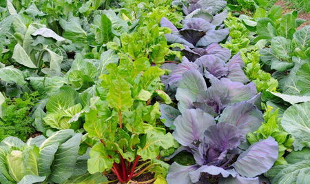 طرز کاشت سبزیجات در فصل سرد, کاشت سبزیجات باغچه