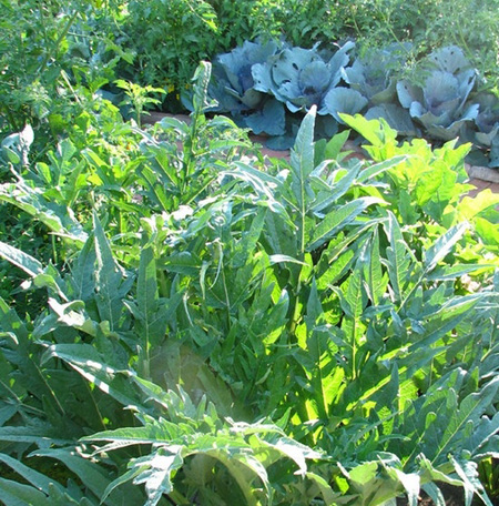 کاشت سبزی در باغچه در فصل سرما, گیاهان مناسب فصل زمستان در باغچه