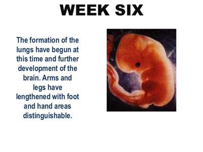 هفته ششم بارداری و سونوگرافی