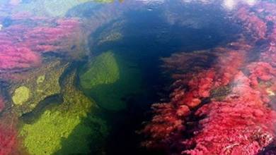 , رودخانه رنگین کمان کانو کریستال، زیبا ترین رودخانه جهان