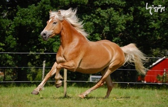 زیباترین اسب های جهان