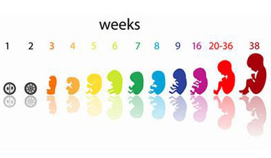 جنین هفته هفتم بارداری