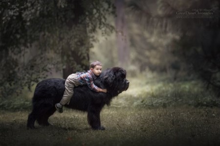 تصاویر زیبا از دوستی بچه ها با سگ های بزرگ و گنده