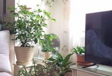 راهنمای نگهداری از گیاهان آپارتمانی