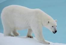 , معمای المپیادی: خرس قطبی