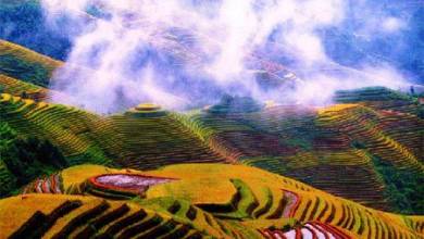, عجیب ترین و زیباترین مزارع برنج دنیا + تصاویر