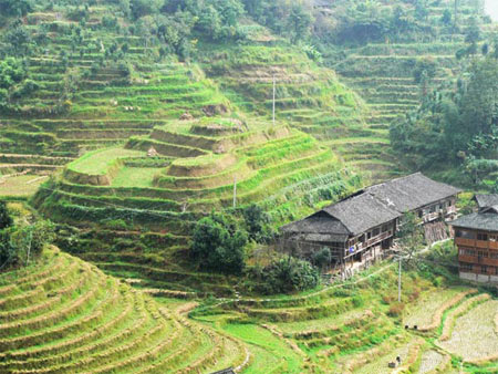 مزارع برنج,زیباترین مزارع برنج دنیا,عجیب ترین مزارع برنج