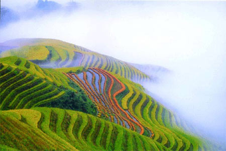 مزارع برنج,زیباترین مزارع برنج دنیا,عجیب ترین مزارع برنج