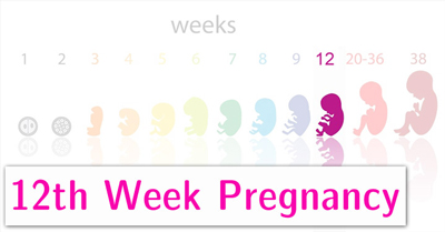 بارداری هفته به هفته,دوران بارداری هفته به هفته
