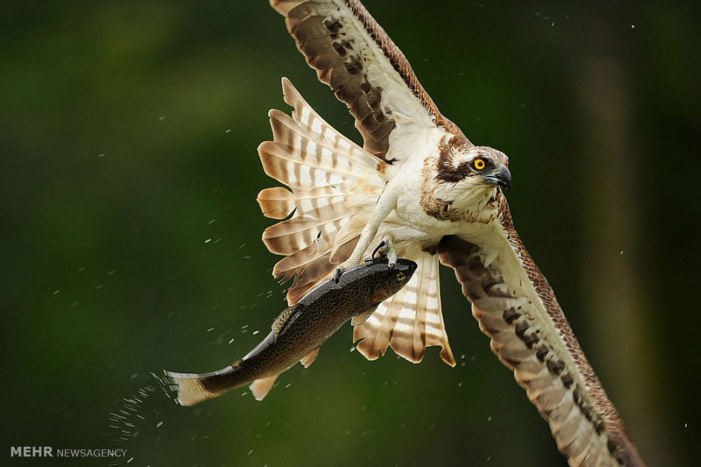 , تصاویر شکار ماهی توسط عقاب‎