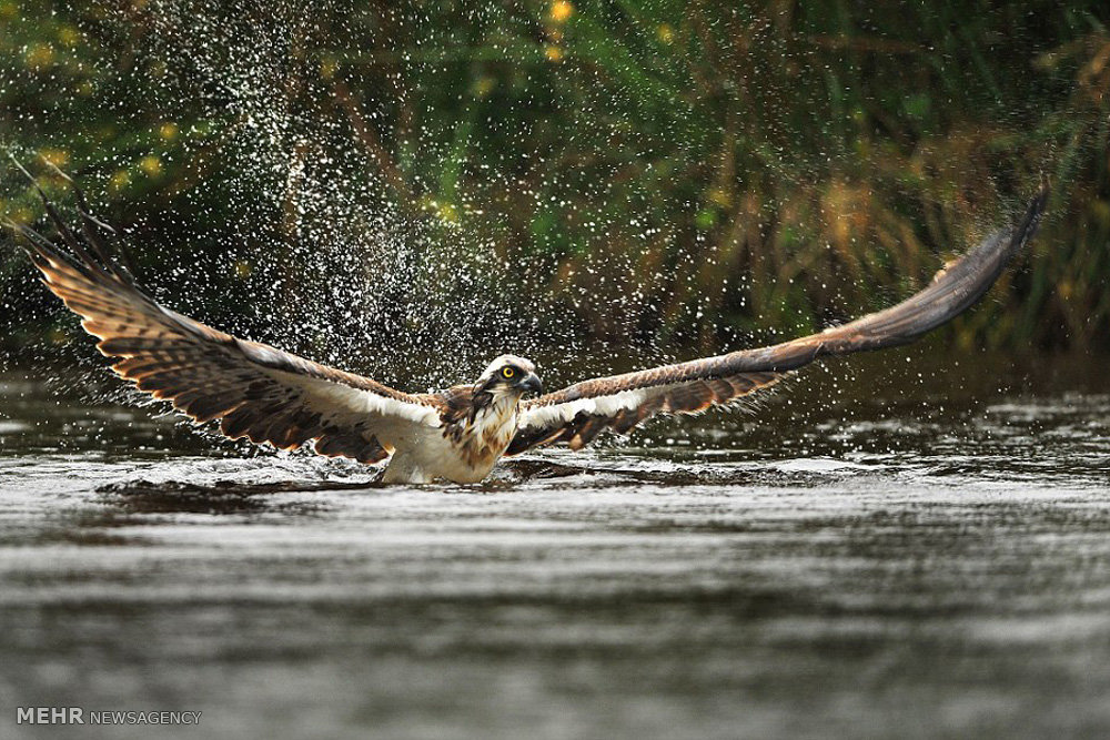 , تصاویر شکار ماهی توسط عقاب‎