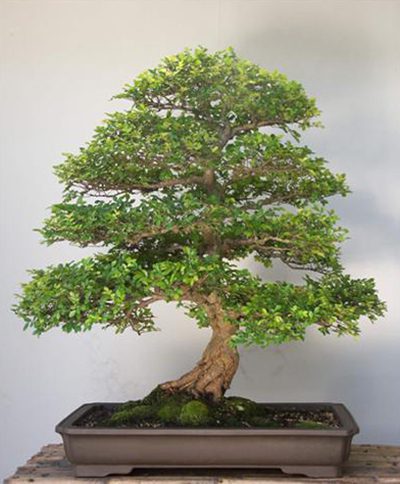 نکته هایی مهم در خرید و نگهداری درختچه بن سای (بونسای)