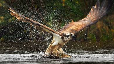 تصاویر شکار ماهی توسط عقاب‎