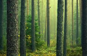 , معمای جنگل