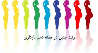 هفته دهم بارداری