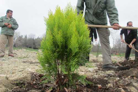 آموزش درختکاری,نحوه کاشت درخت