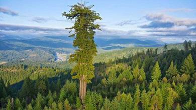 بلندترین درخت زنده زمین